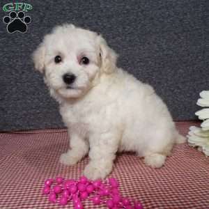 Tessa, Bich-Poo Puppy