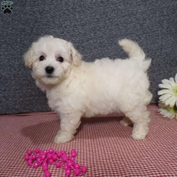 Tessa, Bich-Poo Puppy