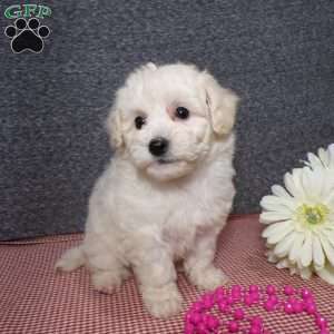 Tessa, Bich-Poo Puppy