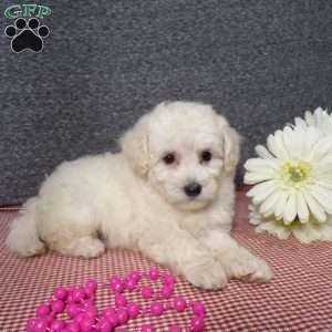 Tessa, Bich-Poo Puppy