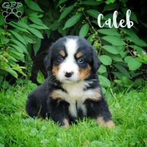 Caleb, Bernese Mountain Dog Puppy