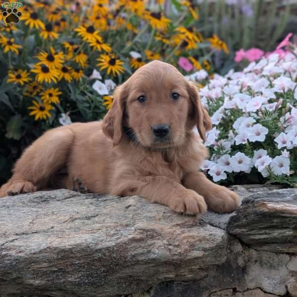 Faith, Golden Retriever Puppy