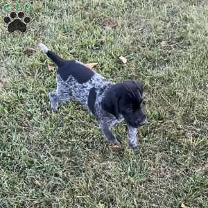 Brenna, German Shorthaired Pointer Puppy