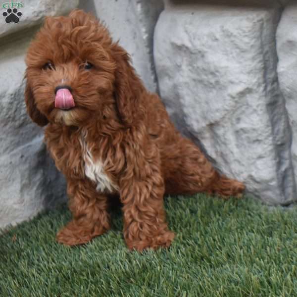Koby, Cavapoo Puppy