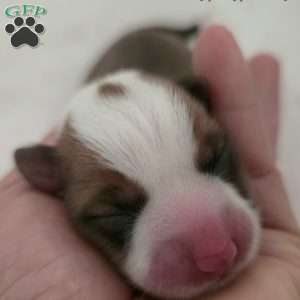 D.Va, Pembroke Welsh Corgi Puppy