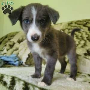 Bethany, Border Collie Puppy