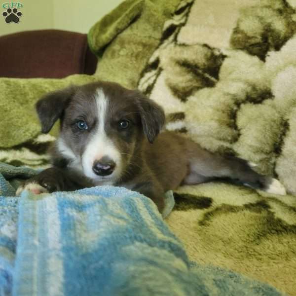 Bethany, Border Collie Puppy