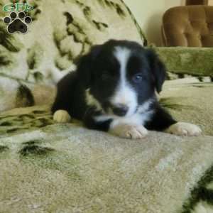 Buddy, Border Collie Puppy