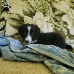 Buddy, Border Collie Puppy