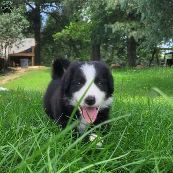 Bingo, Border Collie Puppy