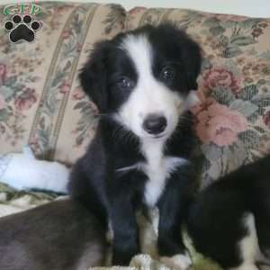 Bingo, Border Collie Puppy