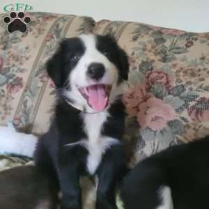Bingo, Border Collie Puppy
