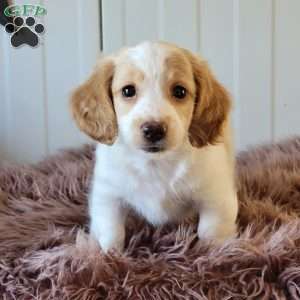 Rollie, Dachshund Puppy