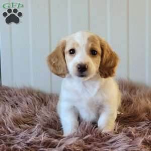 Rollie, Dachshund Puppy