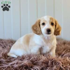 Rollie, Dachshund Puppy