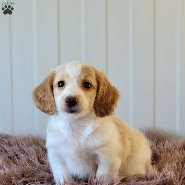 Rollie, Dachshund Puppy