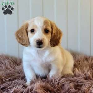 Rollie, Dachshund Puppy