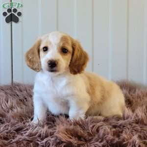 Rollie, Dachshund Puppy