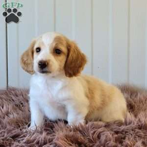 Rollie, Dachshund Puppy