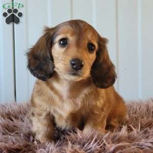 Roxeanne, Dachshund Puppy