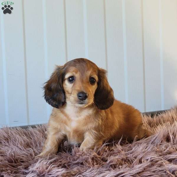Roxeanne, Dachshund Puppy