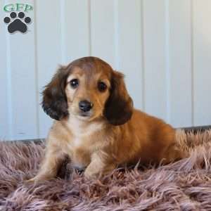 Roxeanne, Dachshund Puppy
