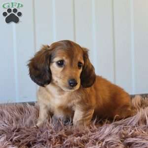 Roxeanne, Dachshund Puppy