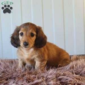 Roxeanne, Dachshund Puppy