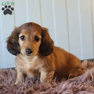 Roxeanne, Dachshund Puppy
