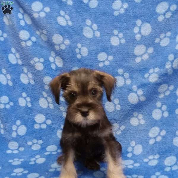 Tori, Miniature Schnauzer Puppy