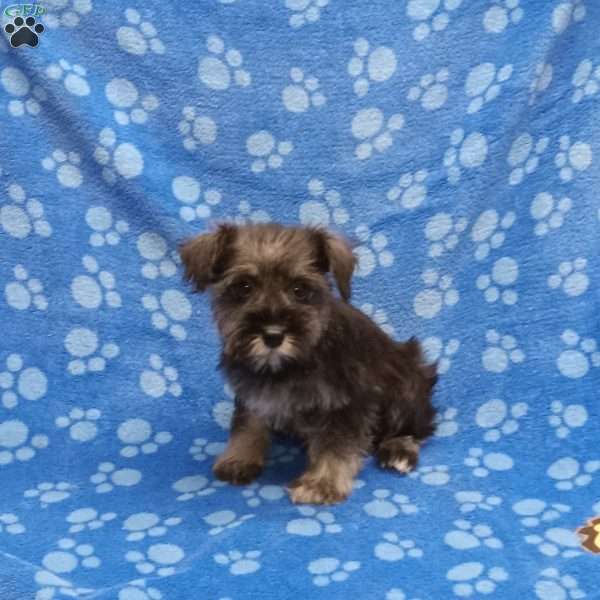 Tasha, Miniature Schnauzer Puppy