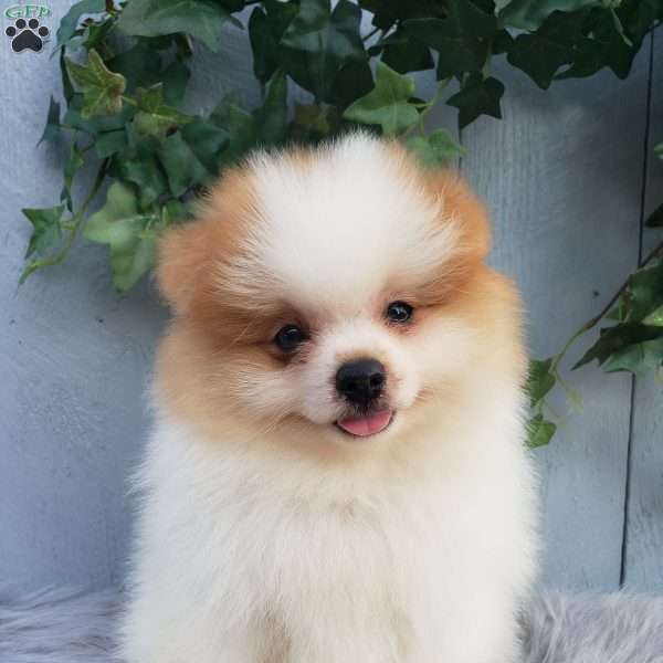 Max, Pomeranian Puppy