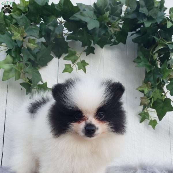 Carly, Pomeranian Puppy