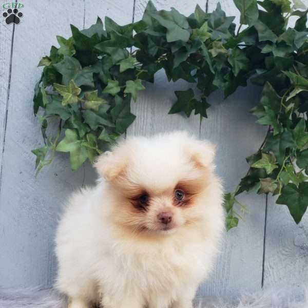 Brody, Pomeranian Puppy
