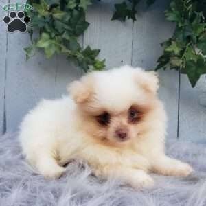Brody, Pomeranian Puppy