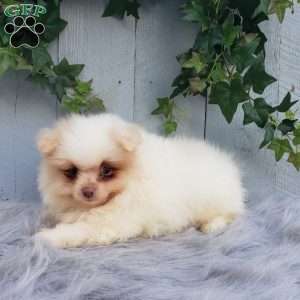 Brody, Pomeranian Puppy