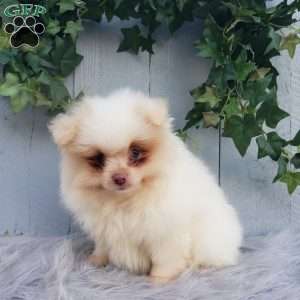 Brody, Pomeranian Puppy