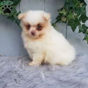Brody, Pomeranian Puppy