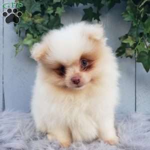 Brody, Pomeranian Puppy
