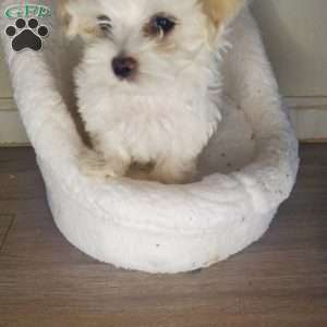 Krypto, Maltese Puppy