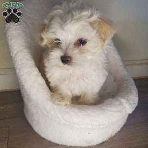 Krypto, Maltese Puppy