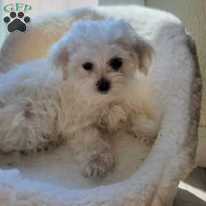 Papaya, Maltese Puppy