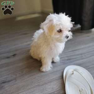 Ivory, Maltese Puppy
