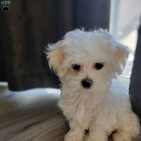 Ivory, Maltese Puppy