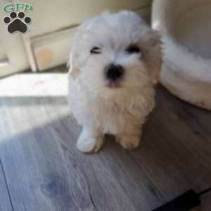 Krypto, Maltese Puppy