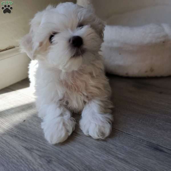 Krypto, Maltese Puppy