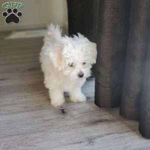 Ivory, Maltese Puppy