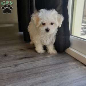 Papaya, Maltese Puppy