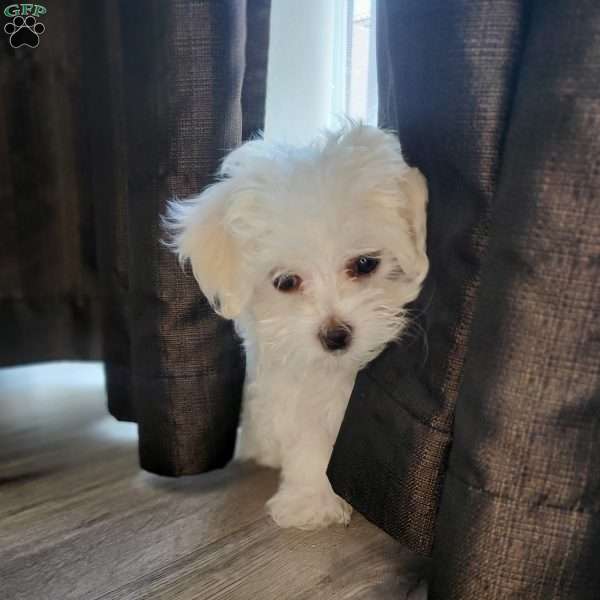 Papaya, Maltese Puppy