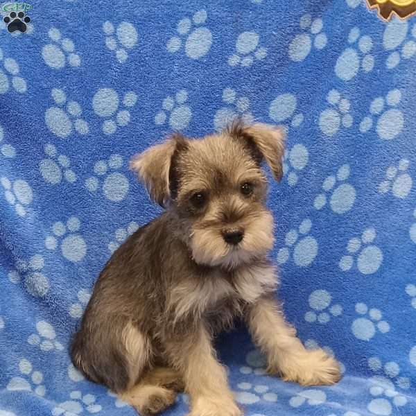 Tanya, Miniature Schnauzer Puppy